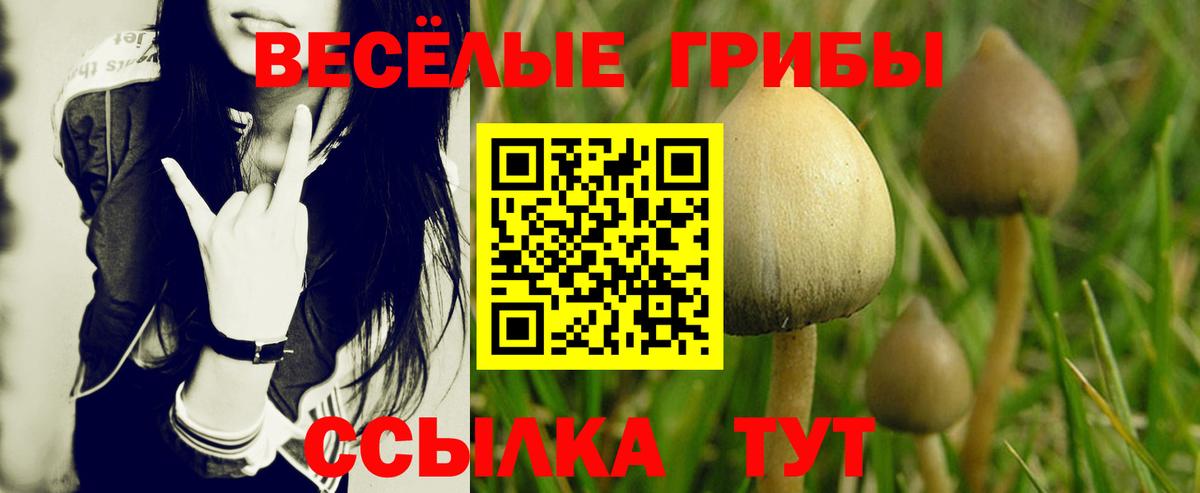 Псилоцибиновые грибы Cubensis  Вход с VPN  Скопин 